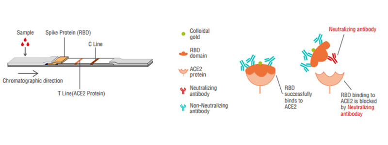 2019-nCoV Neutralization Antibody Principle 2019-nCoV Neutralization Antibody Principle